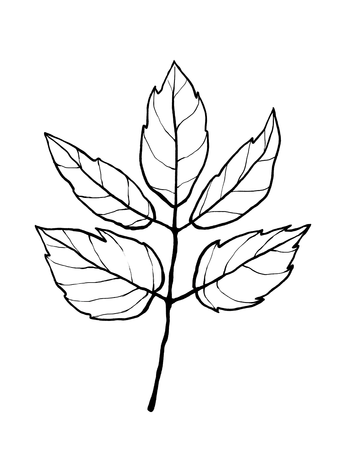 Box Elder Leaves - Coloring Online Free