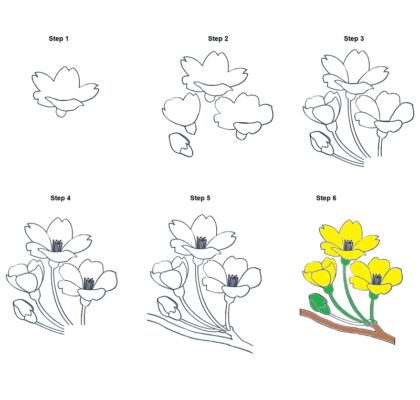 How to Draw an Apricot Flower