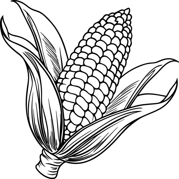 Corn